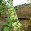 Tellima grandiflora (2)